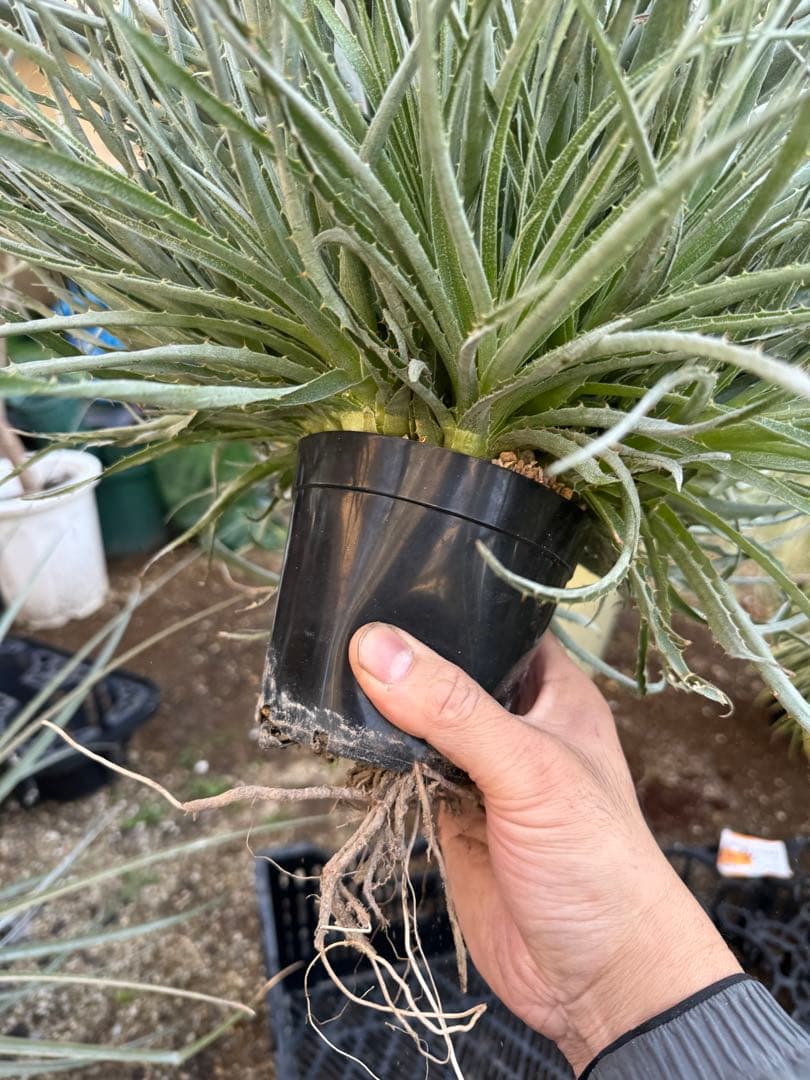 群生　プヤ　セルーレア