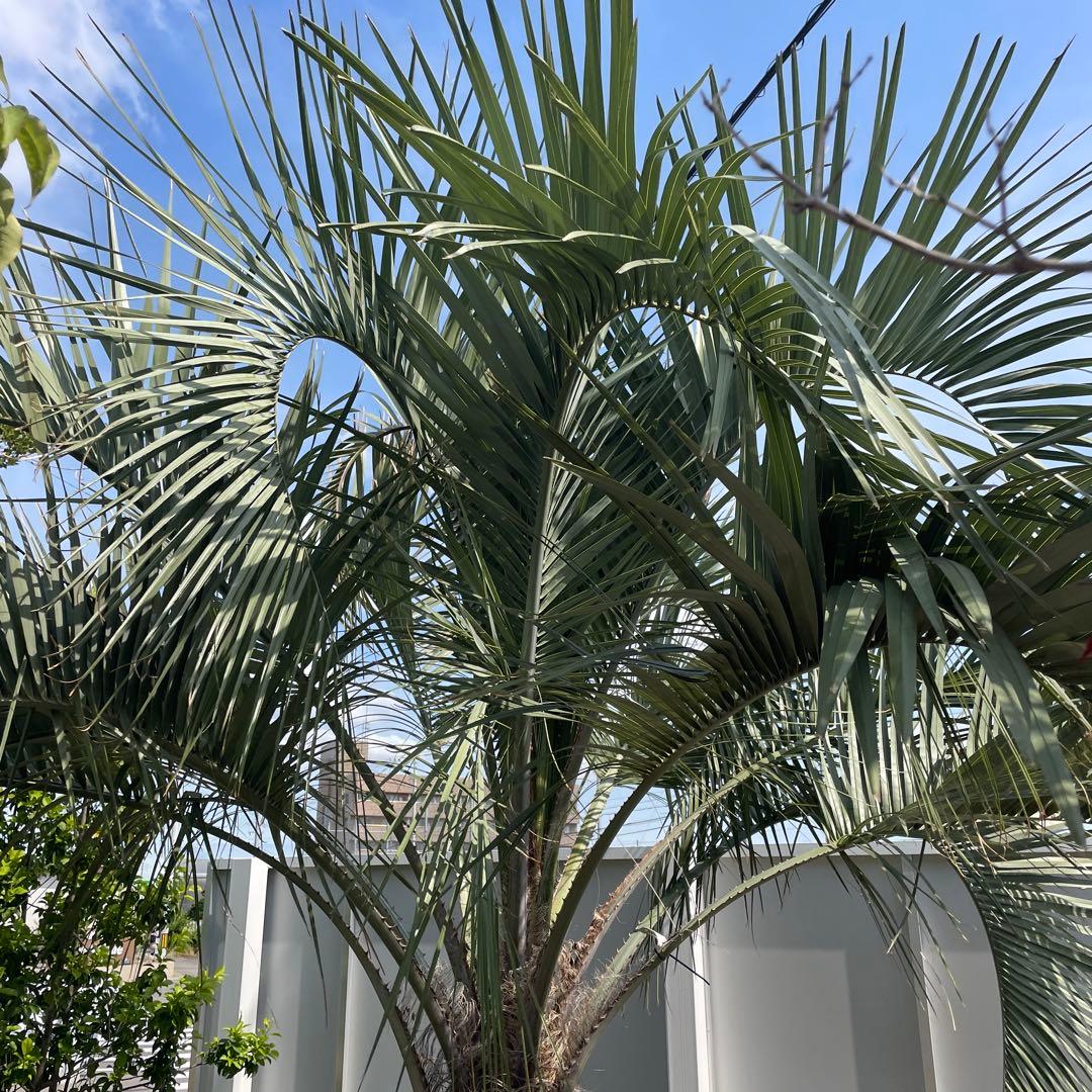 ココスヤシ 2.5m