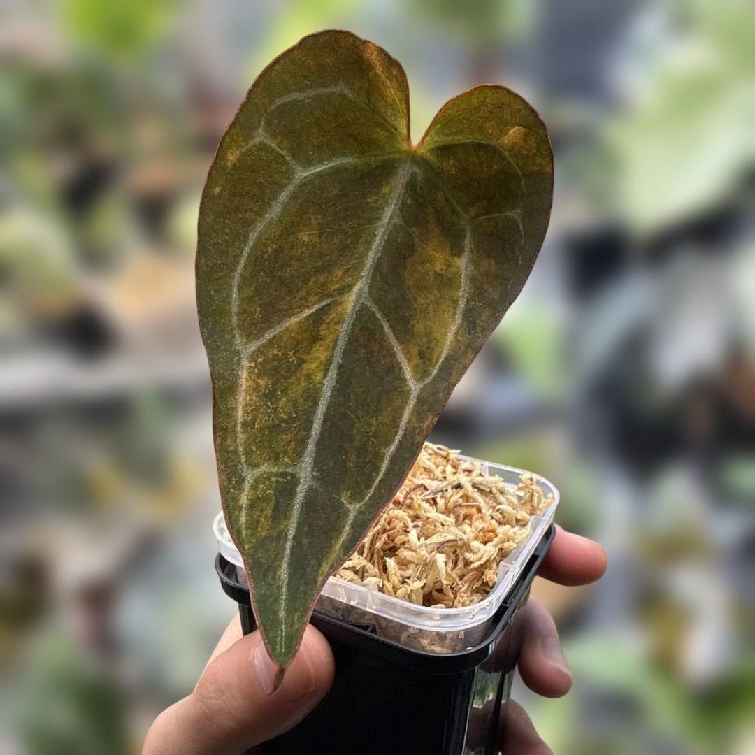 縄*⁇様 極上 アンスリウム クリスタリナム 斑入り