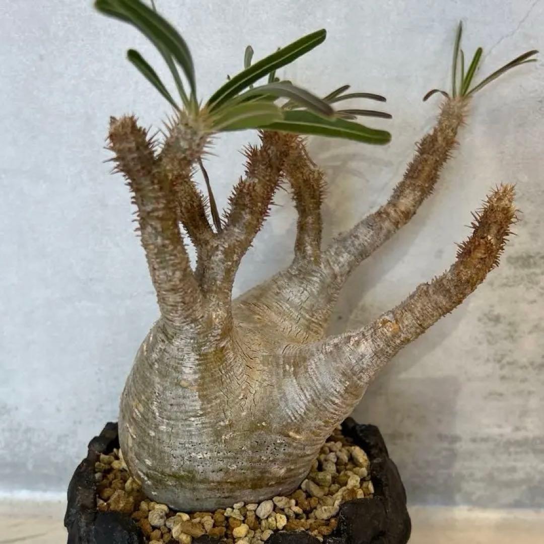 Pachypodium gracilis - 現地球　発根済み