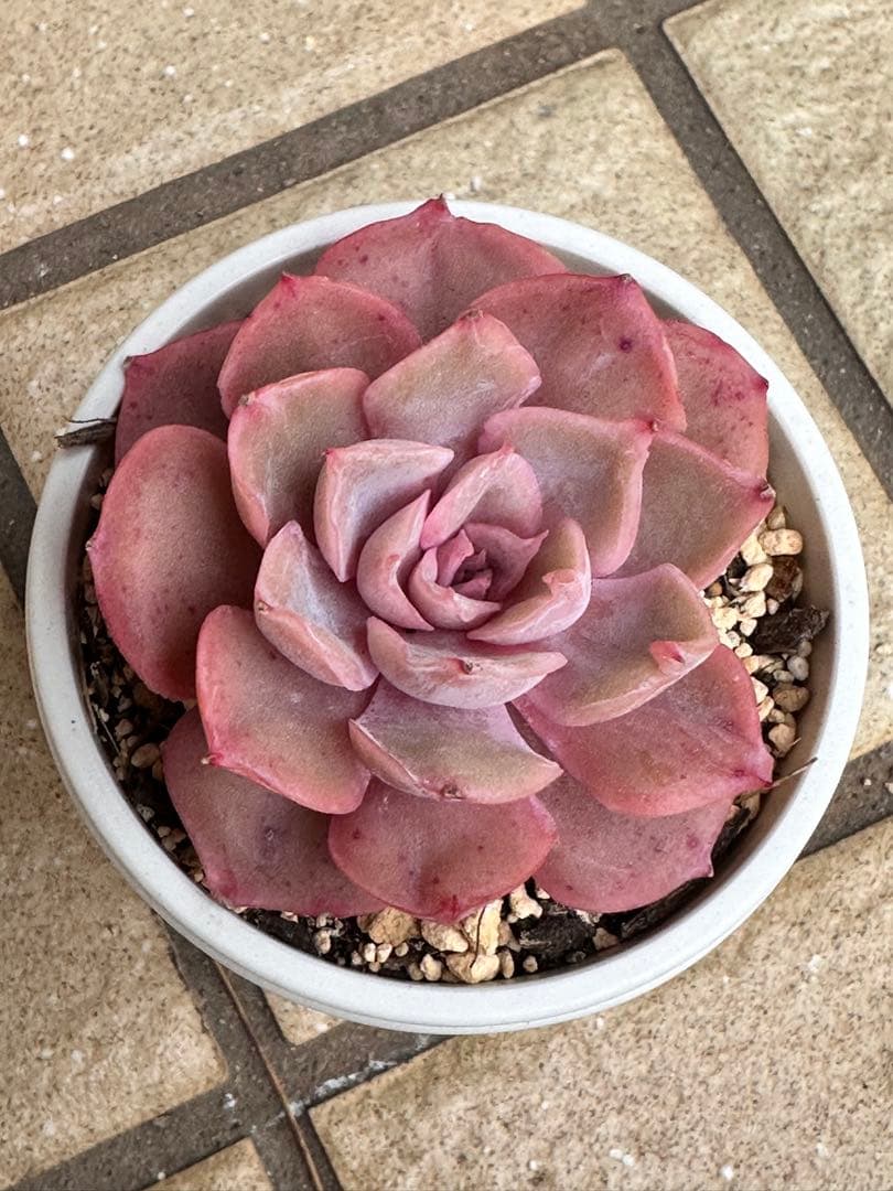 多肉植物 韓国苗 ウォングム農場 ピンキールミ‼️現品 - メルカリ