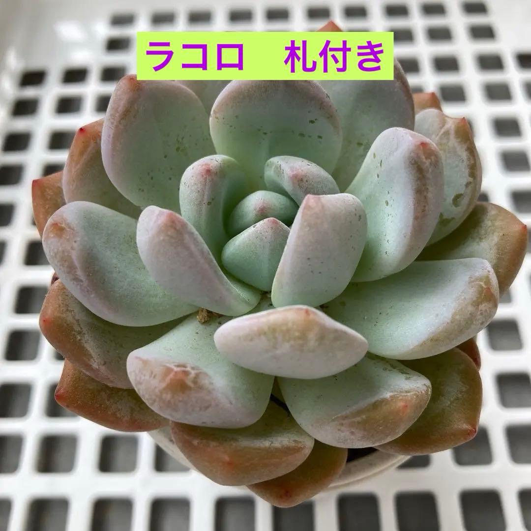 サボテン相談室 La-colo ラコロ 札付き 多肉植物 - メルカリ
