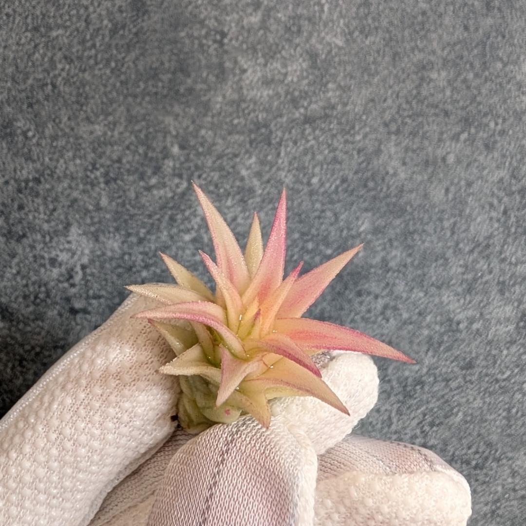 送料無料] バンハイニンギー ヴァリエガータ バリエガータ 斑 - メルカリ