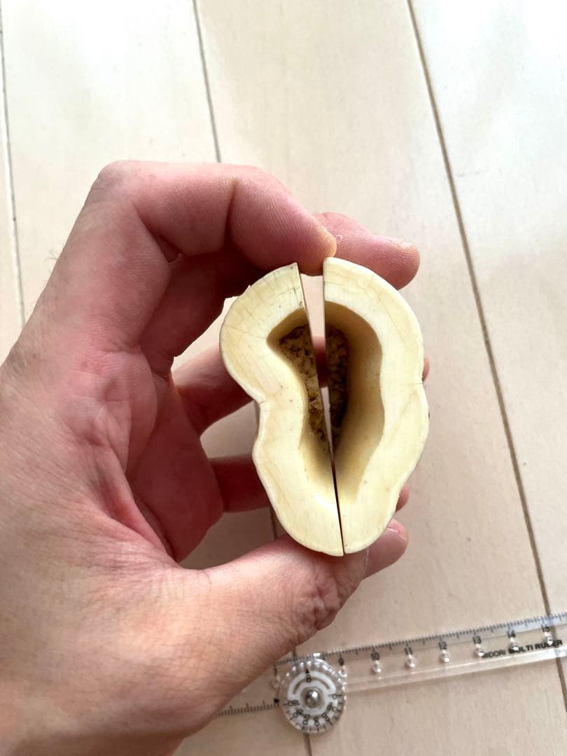 セイウチ牙　カット　抹香　マッコウ　イッカク　　　鯨歯　根付け　131.04g