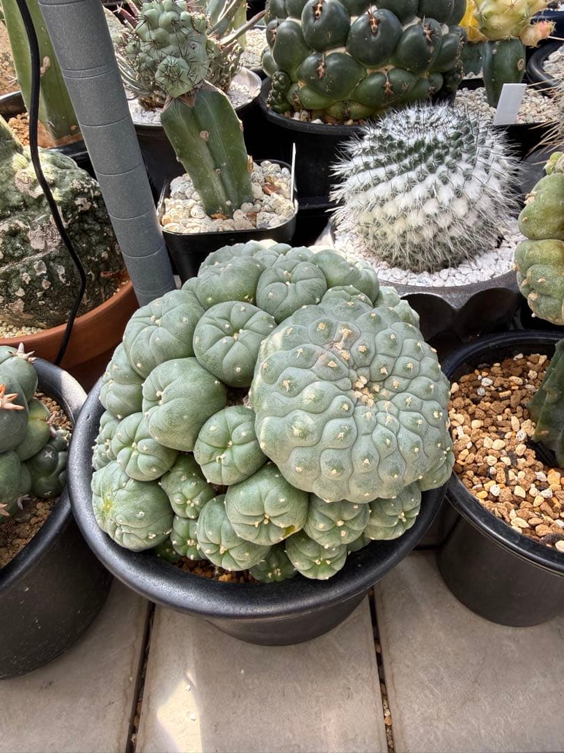 銀冠玉 大群生 ロフォフォラ - メルカリ