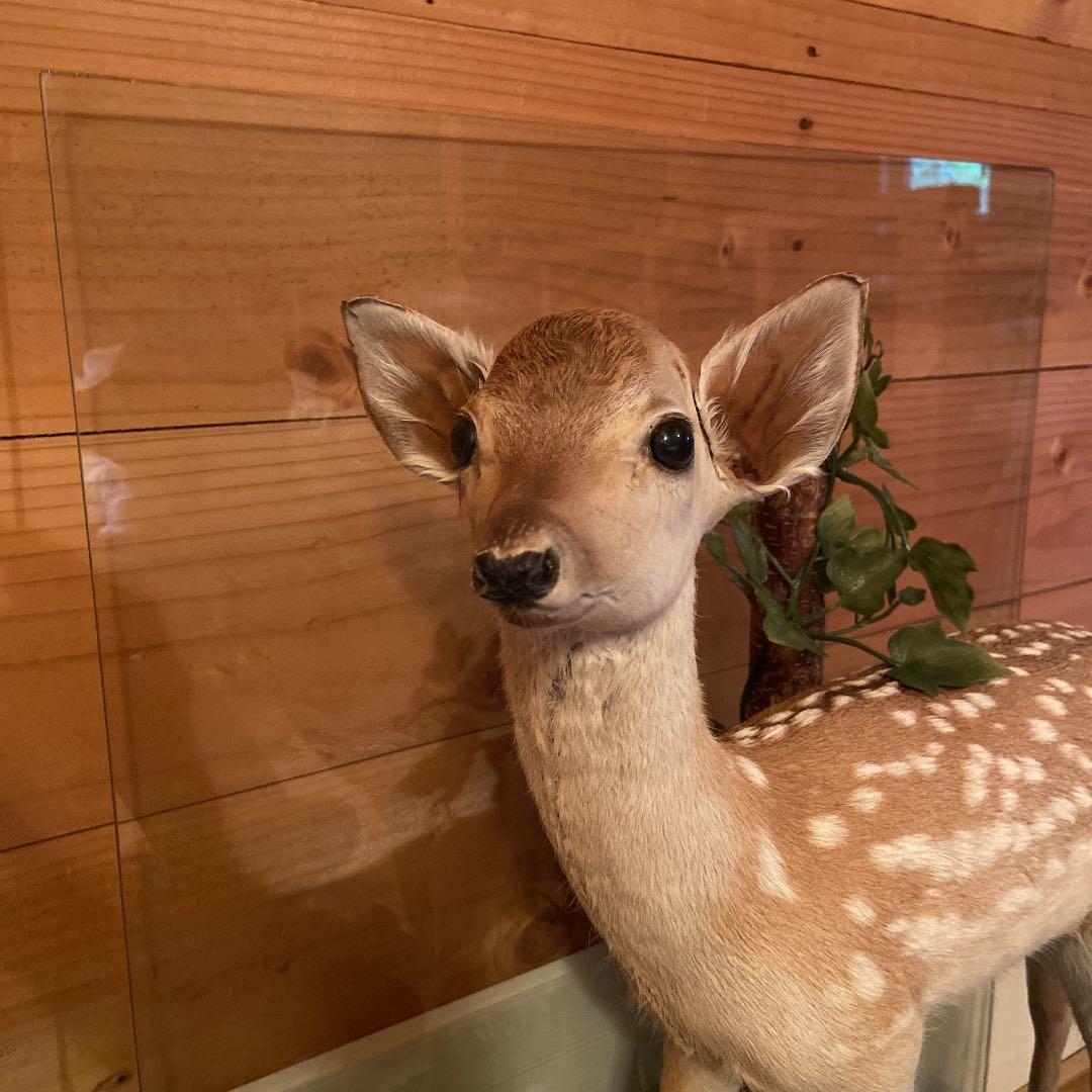 バンビの剥製 小鹿 本物 美品 - メルカリ