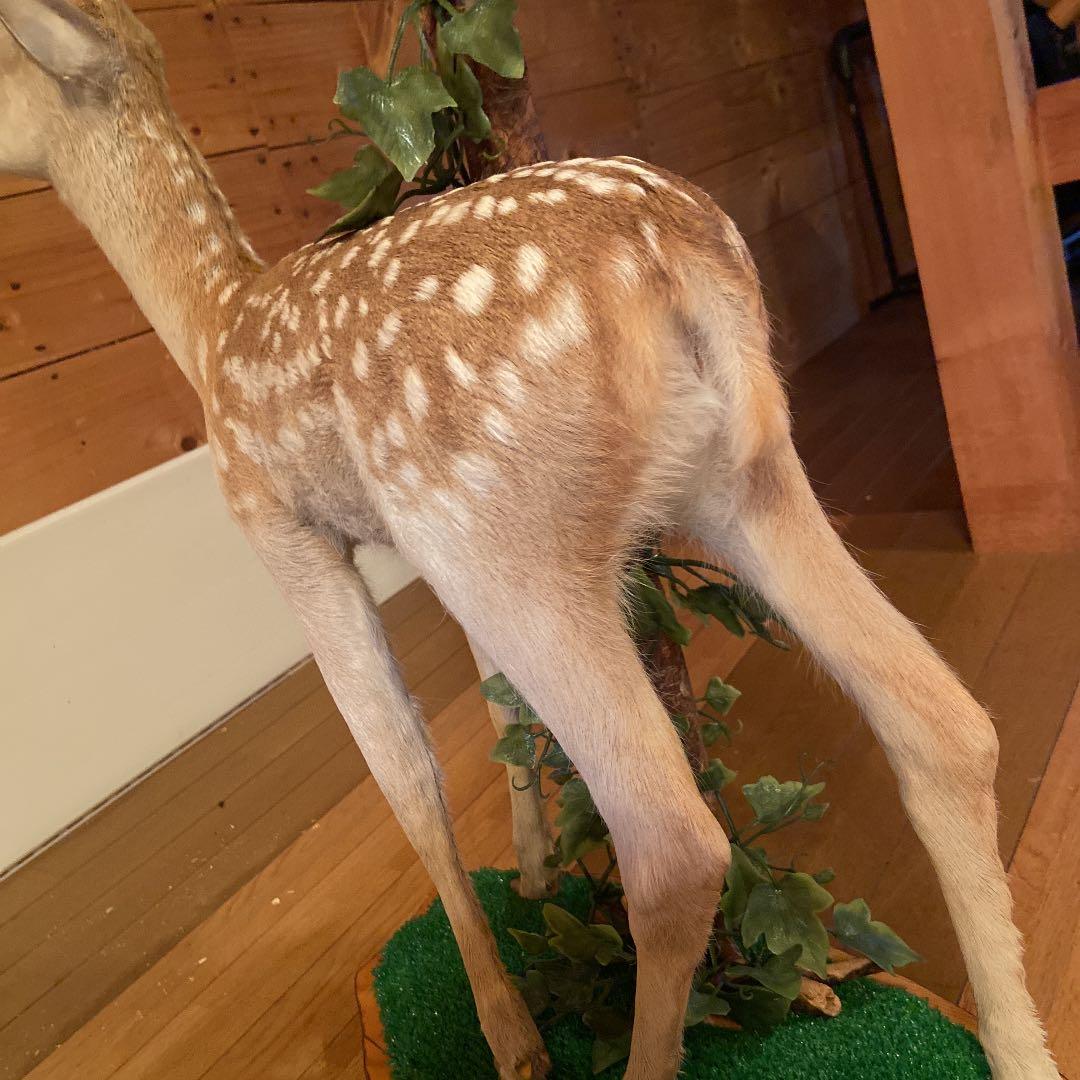バンビの剥製 小鹿 本物 美品 - メルカリ