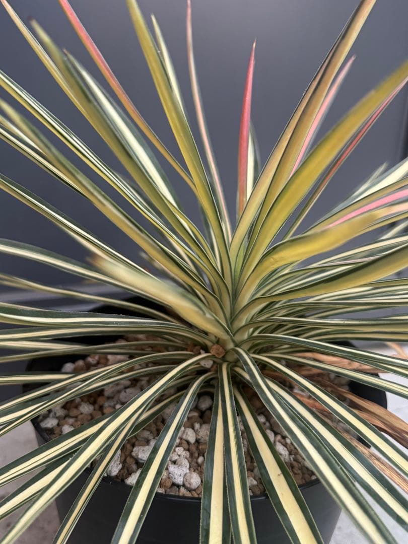 ユッカ　アロイフォリア　黄中斑