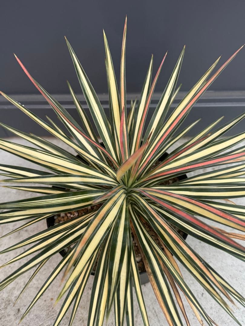 ユッカ　アロイフォリア　黄中斑