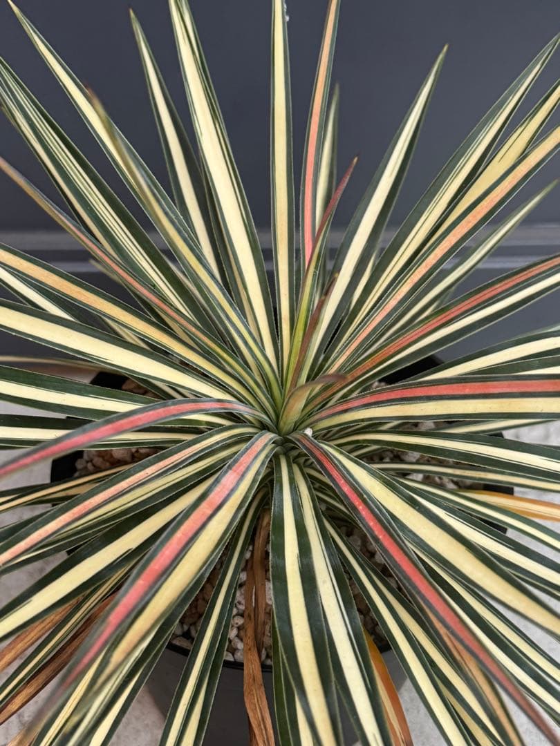 ユッカ　アロイフォリア　黄中斑