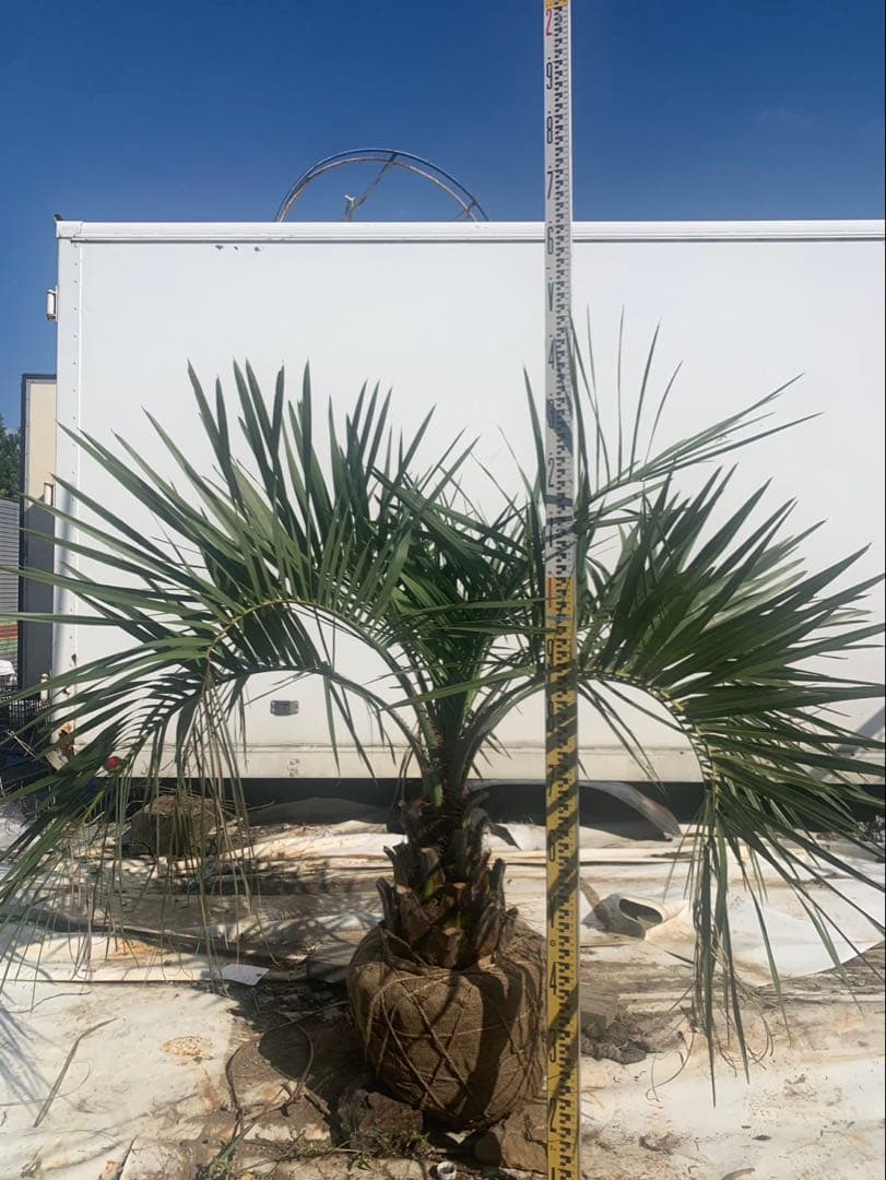 ココスヤシ　　1