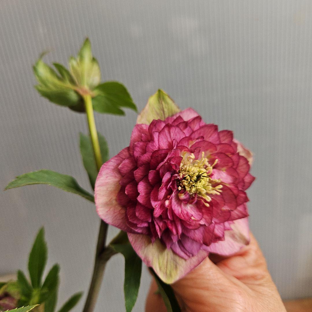 ㉖-275クリスマスローズ