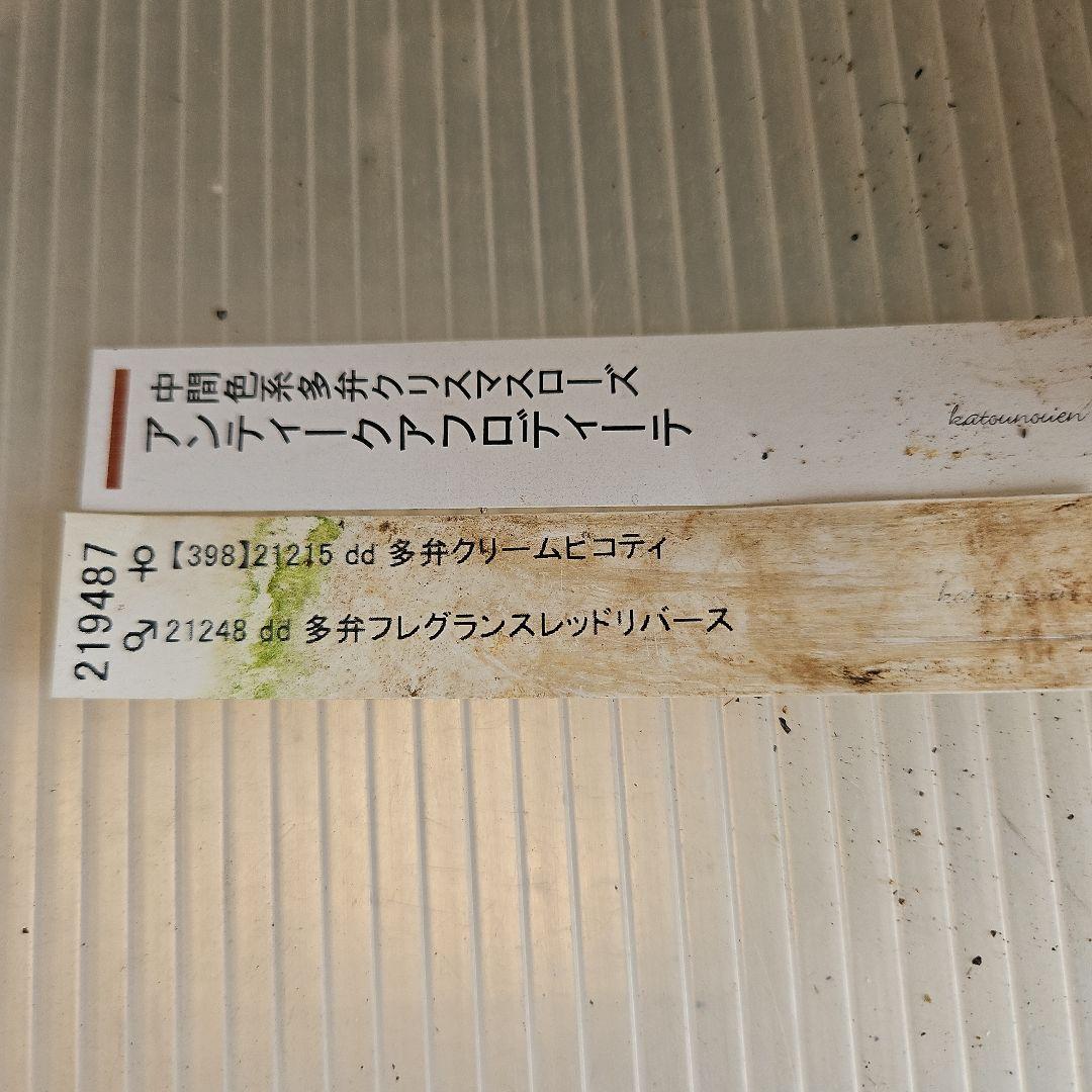 ㉖-275クリスマスローズ