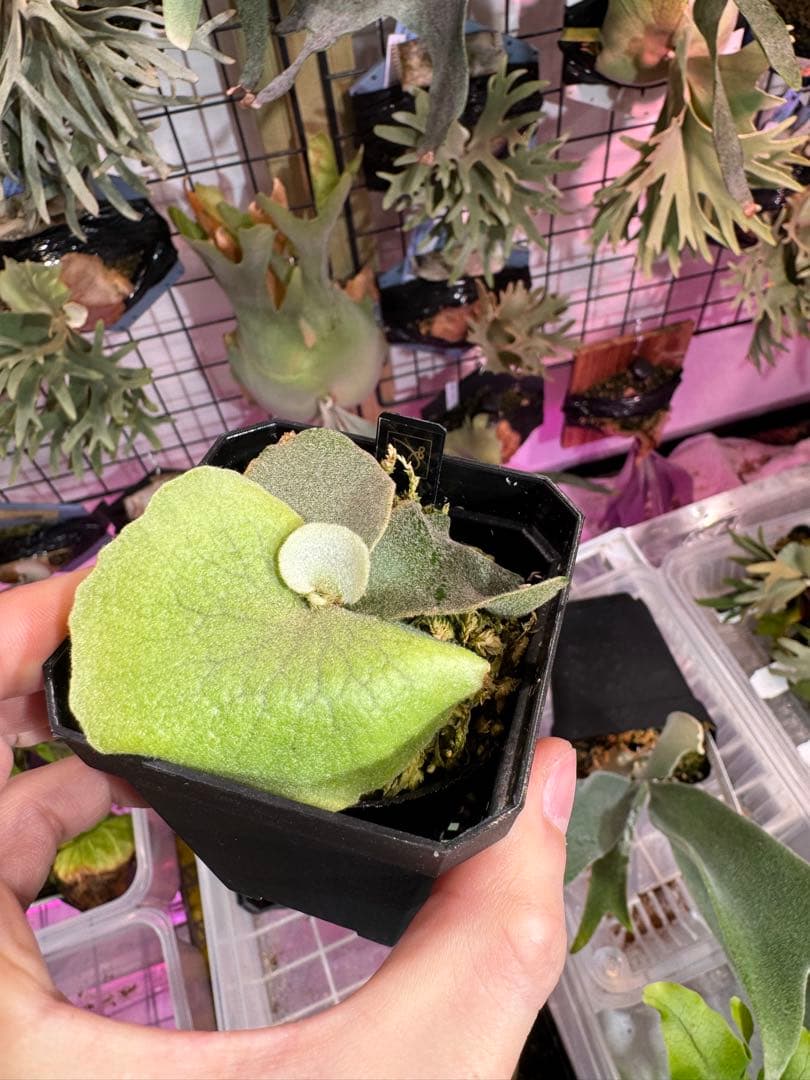 エルブス　ウィリンキー　ビカクシダ　子株