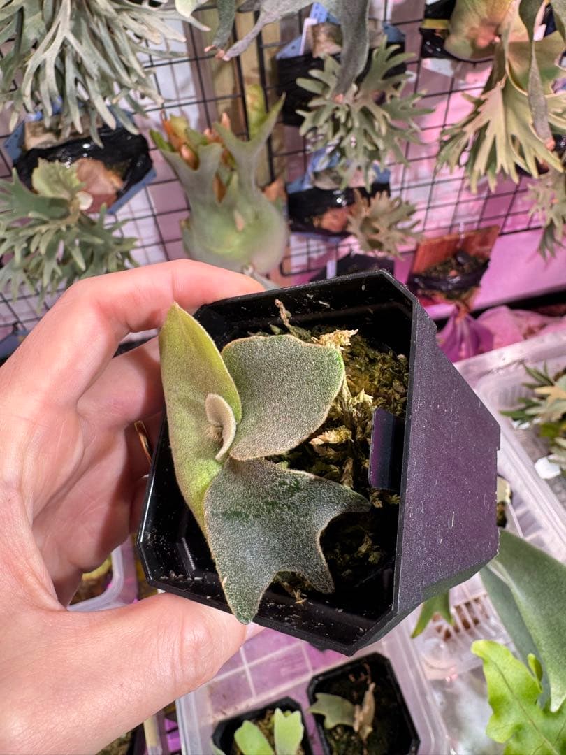 エルブス　ウィリンキー　ビカクシダ　子株