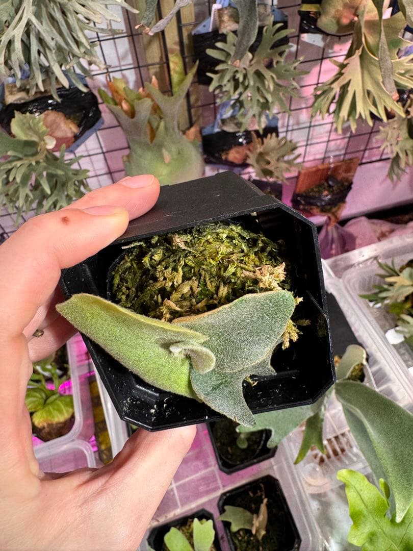 エルブス　ウィリンキー　ビカクシダ　子株