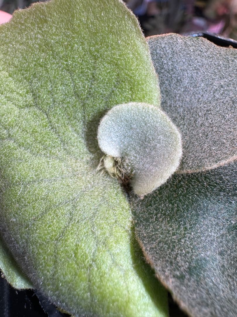 エルブス　ウィリンキー　ビカクシダ　子株