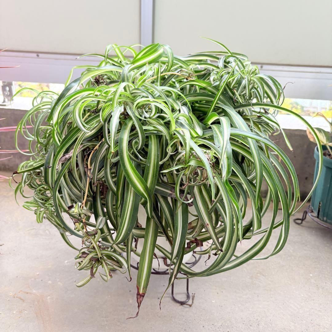 オリヅルラン ボニー 大型 1