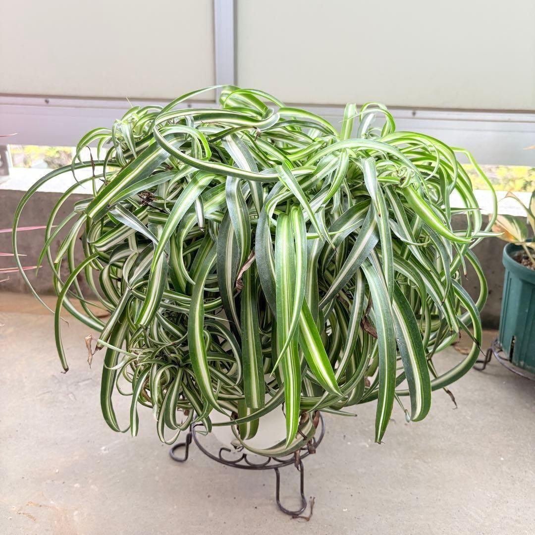 オリヅルラン ボニー 大型 1