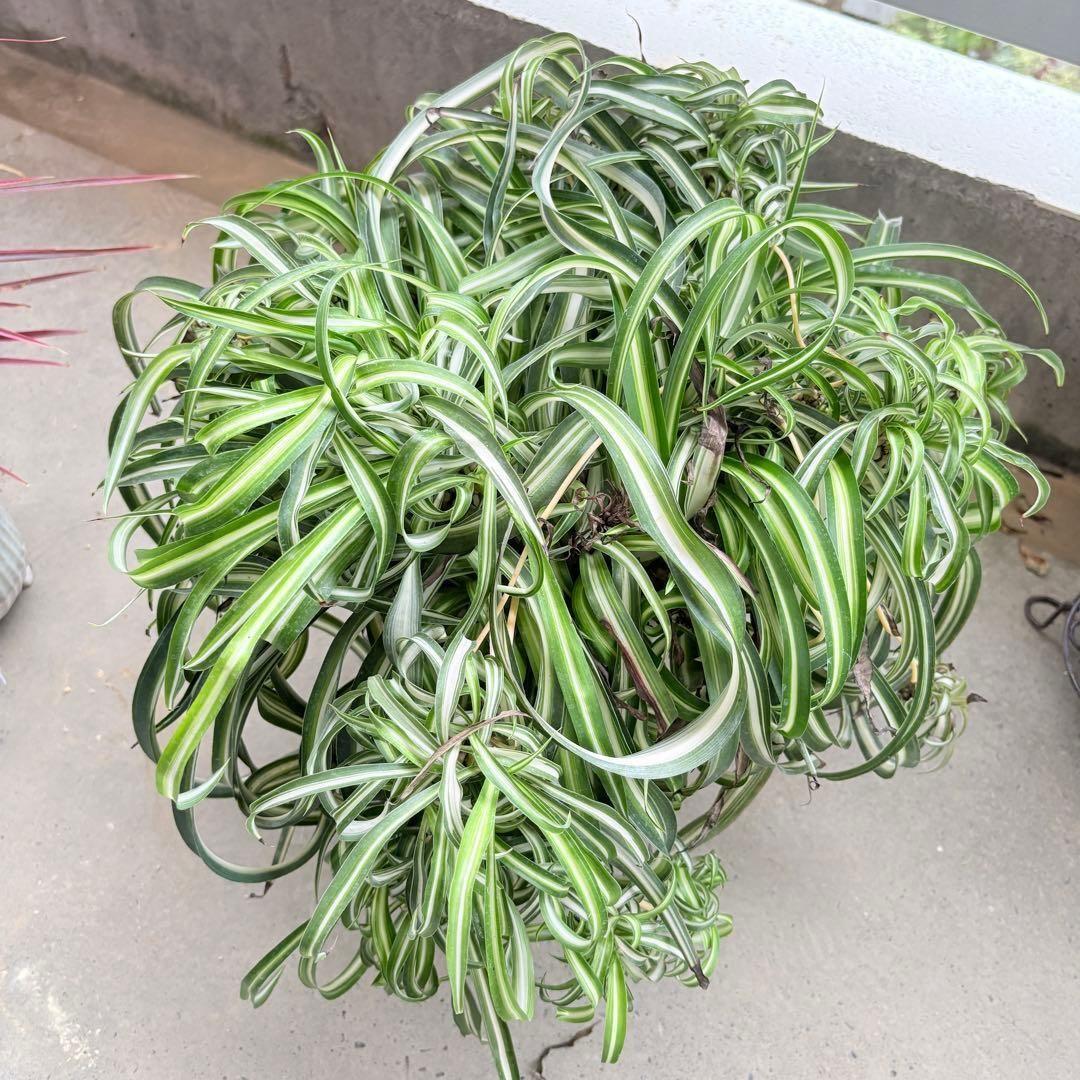 オリヅルラン ボニー 大型 1