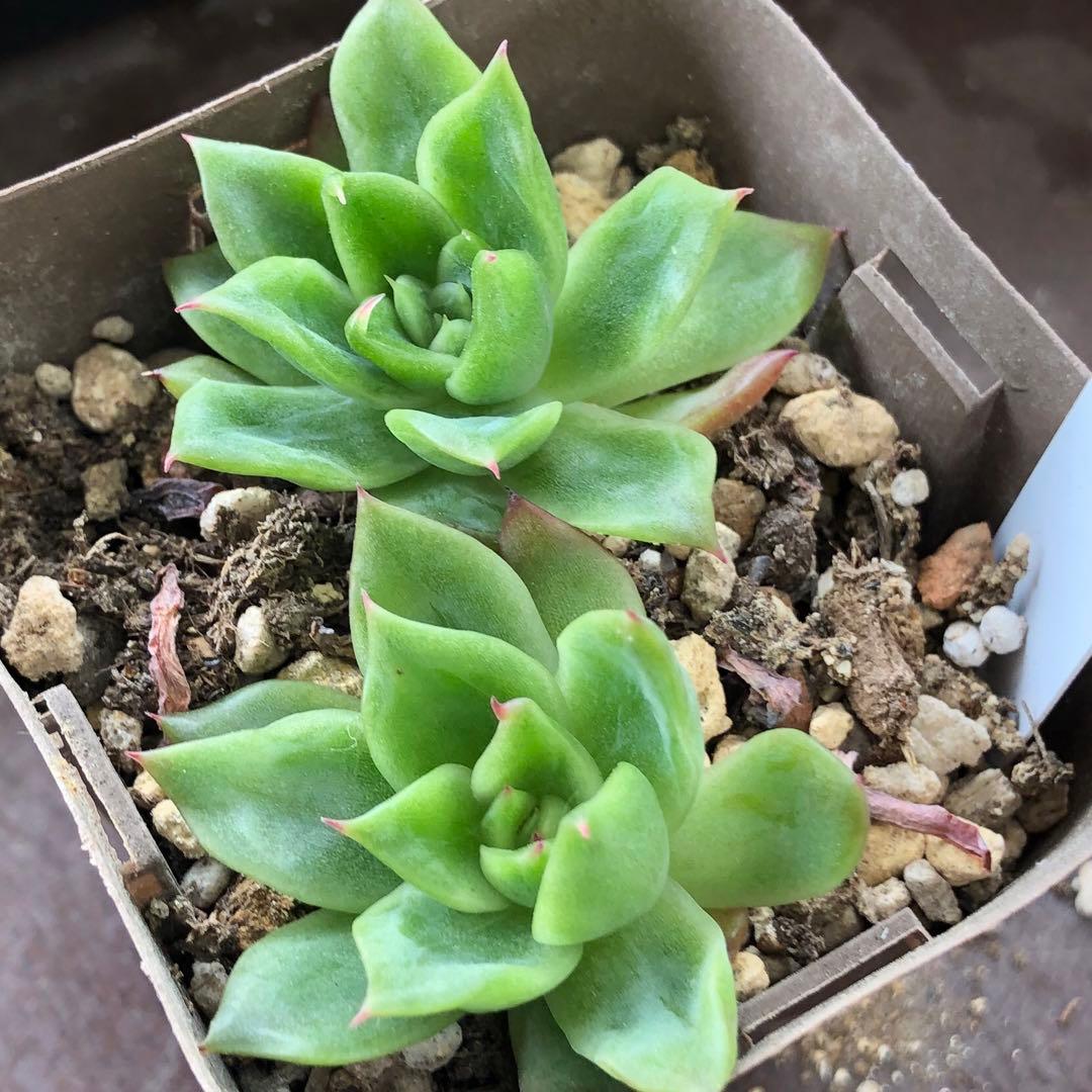 専用！多肉植物^o^  相府蓮