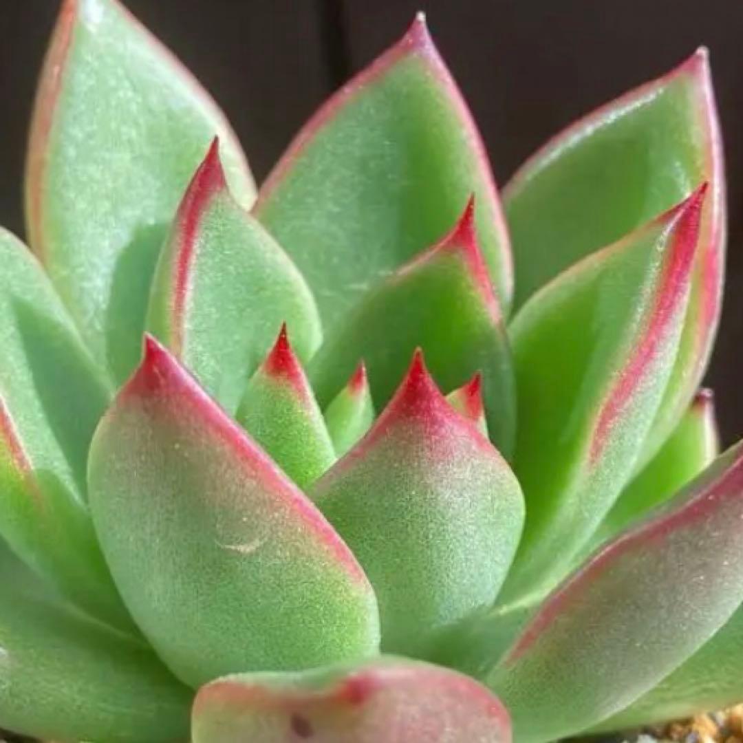 専用！多肉植物^o^  相府蓮