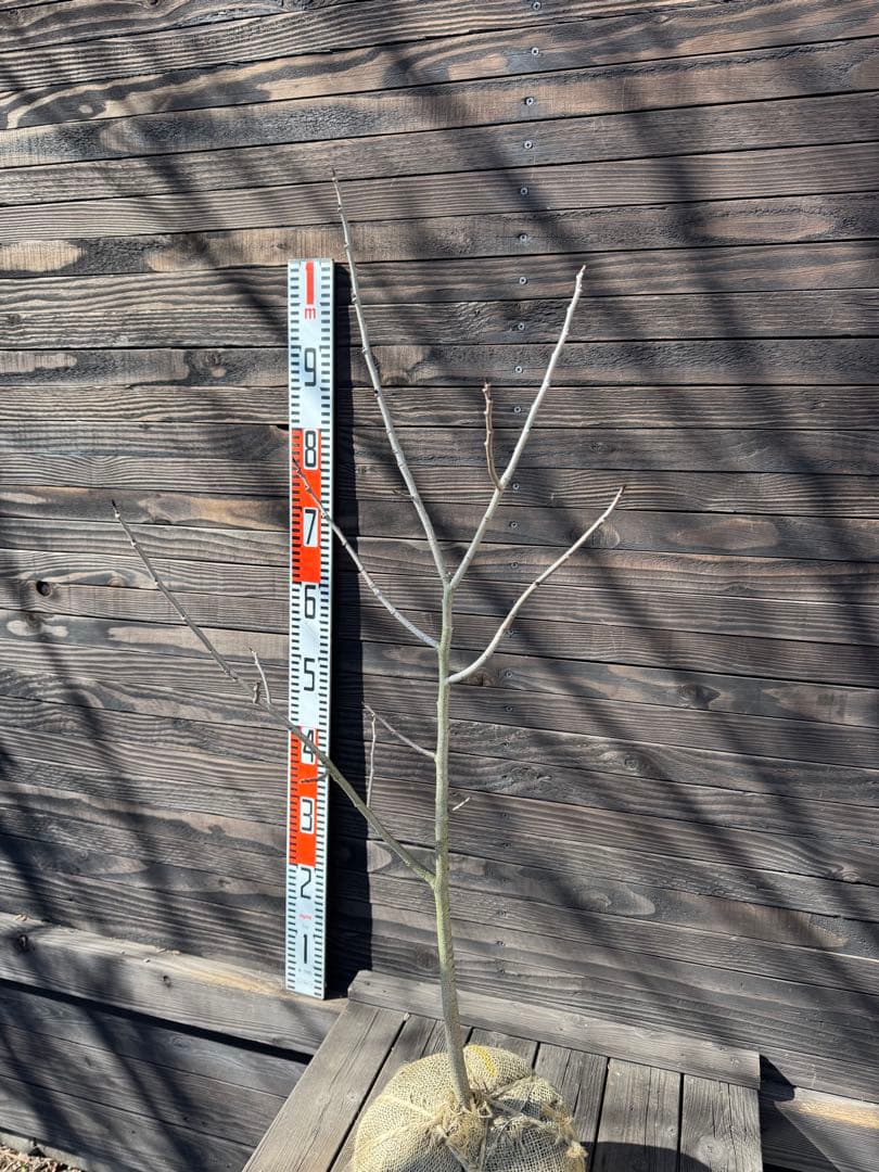 ポポー《庭木/果樹》【現品発送】管理 80044