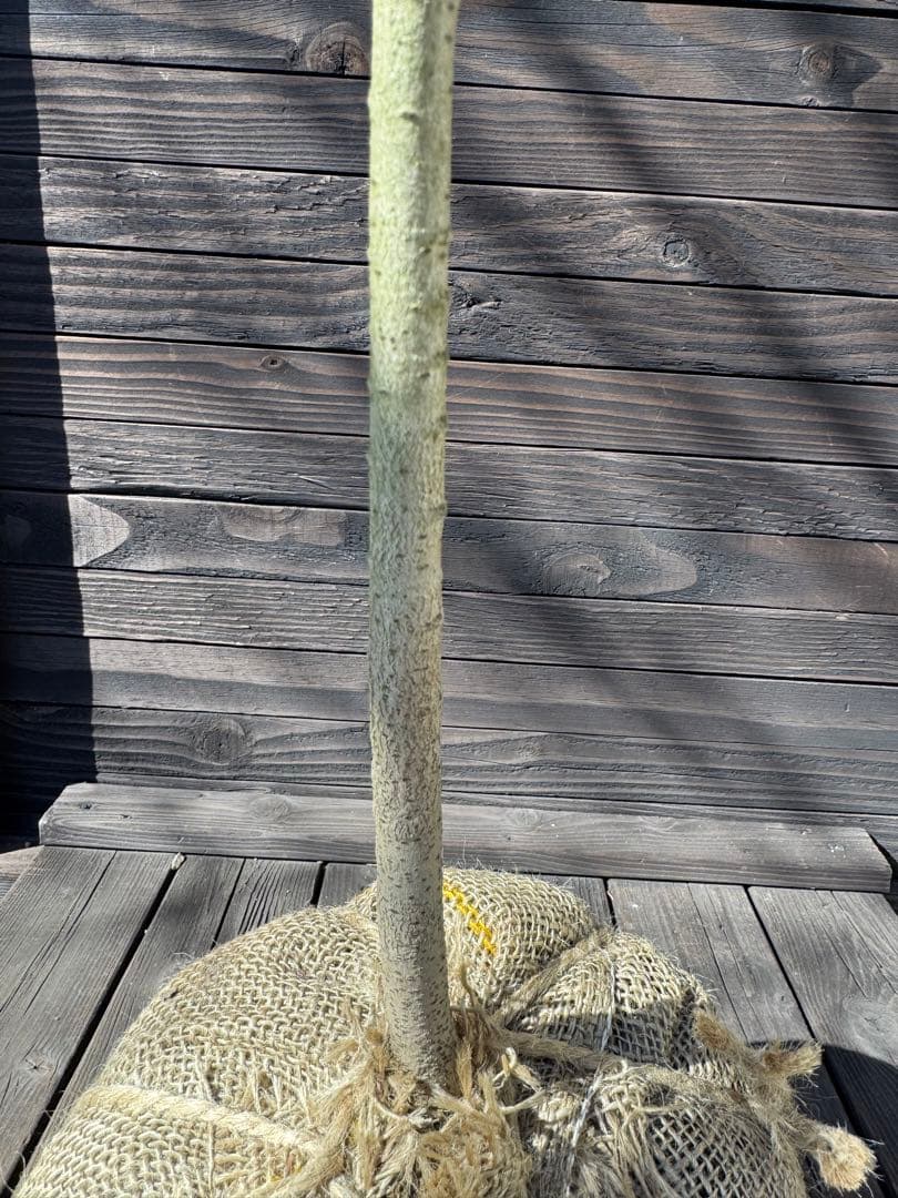 ポポー《庭木/果樹》【現品発送】管理 80044