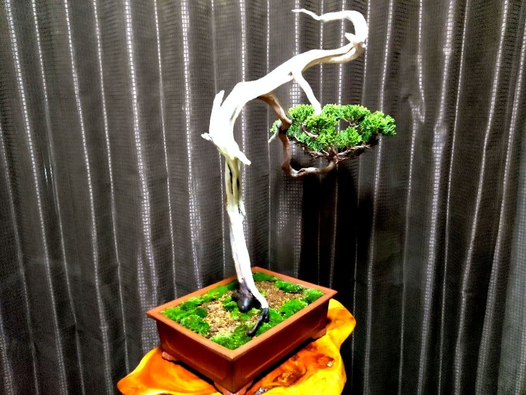 【中品　 糸魚川真柏栽】 　　　☆ 樹齢100年超 明星山採取