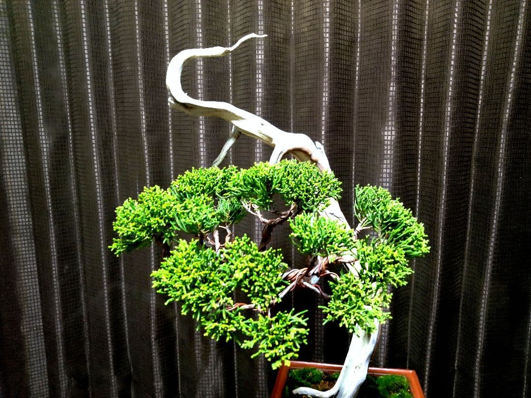 【中品　 糸魚川真柏栽】 　　　☆ 樹齢100年超 明星山採取