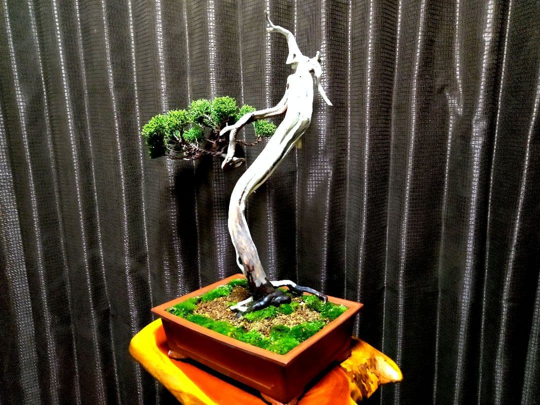 【中品　 糸魚川真柏栽】 　　　☆ 樹齢100年超 明星山採取