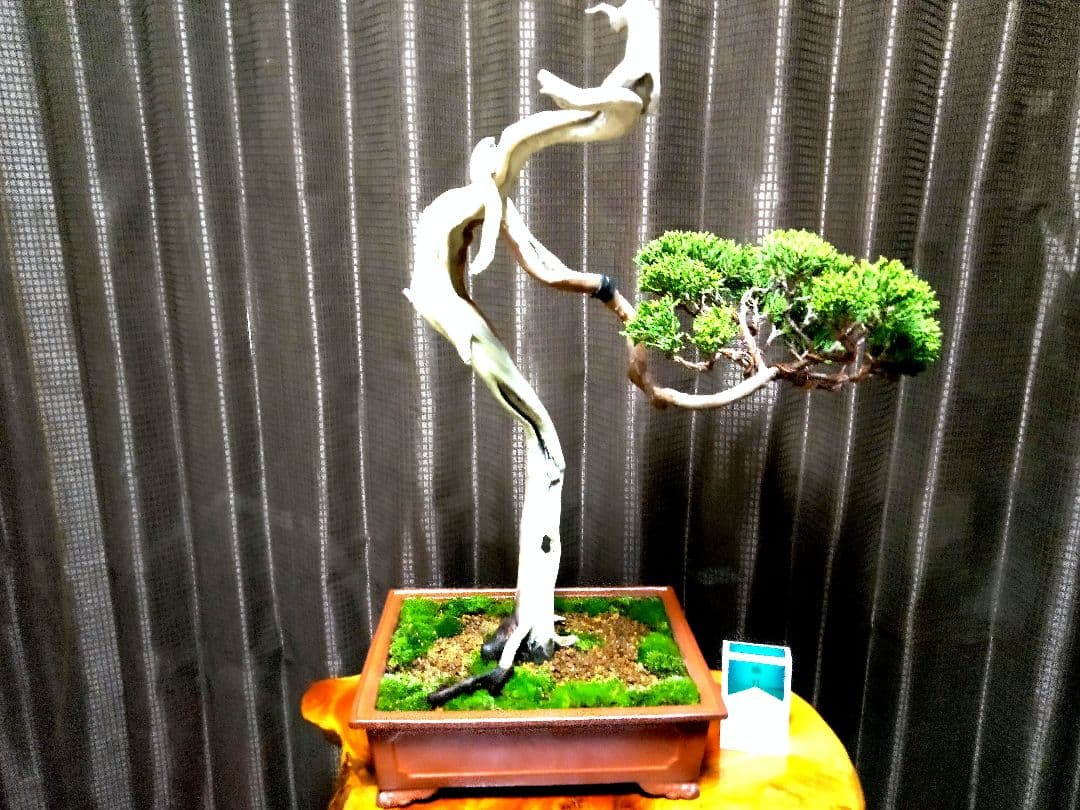 【中品　 糸魚川真柏栽】 　　　☆ 樹齢100年超 明星山採取