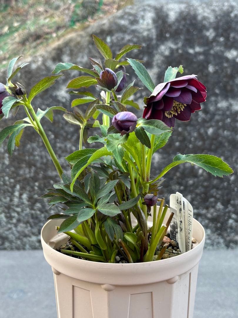クリスマスローズ ddパープル 広瀬園芸 つぼみ多し 大苗 3 - メルカリ