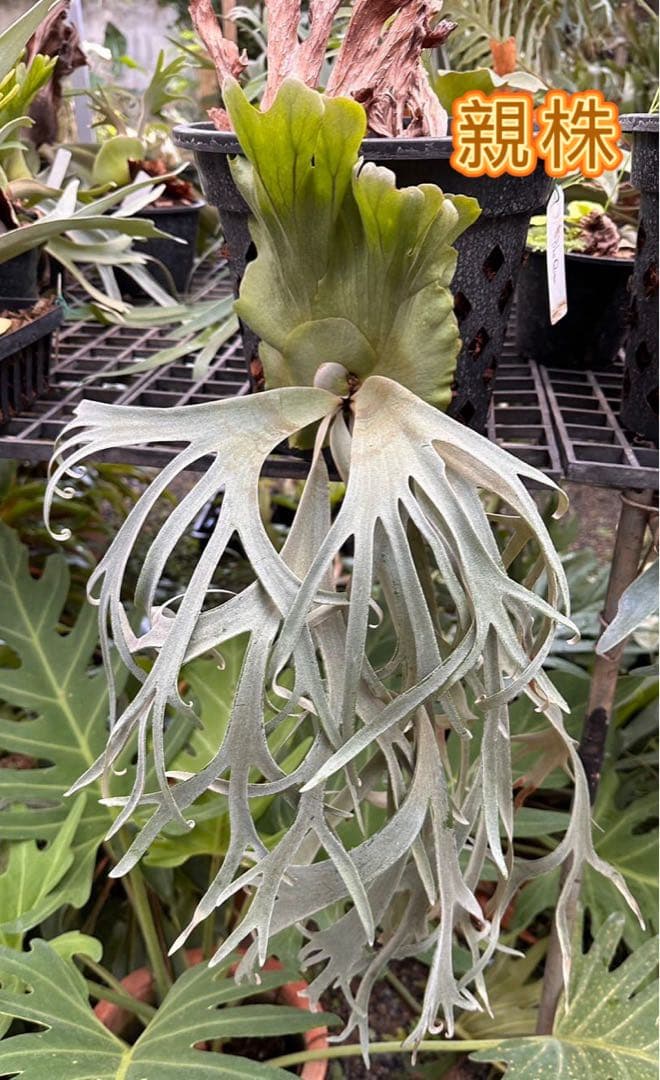 ビカクシダP. willinckii 'Blue Queen' spore - メルカリ