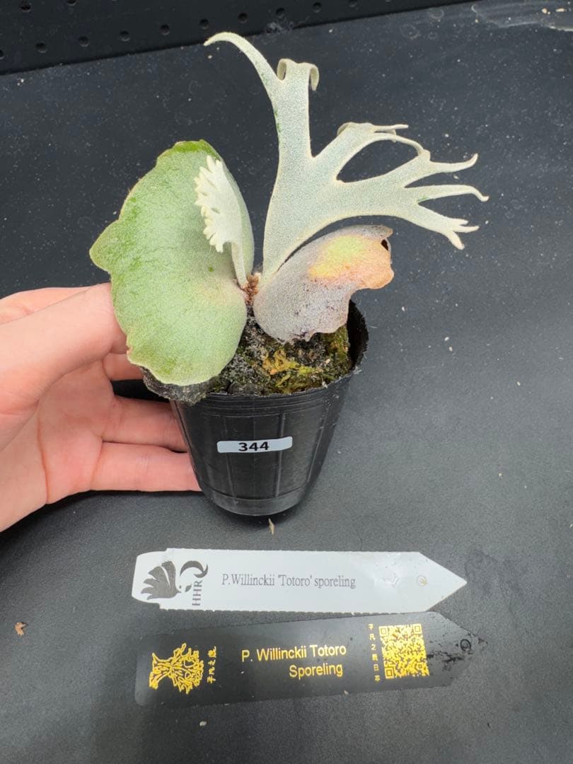 ビカクシダ　YMDS Totoro HHRナーセリータグ付け #344