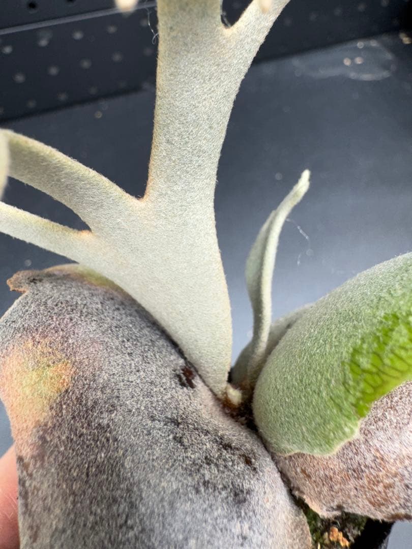 ビカクシダ　YMDS Totoro HHRナーセリータグ付け #344