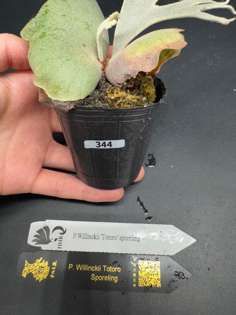 ビカクシダ　YMDS Totoro HHRナーセリータグ付け #344