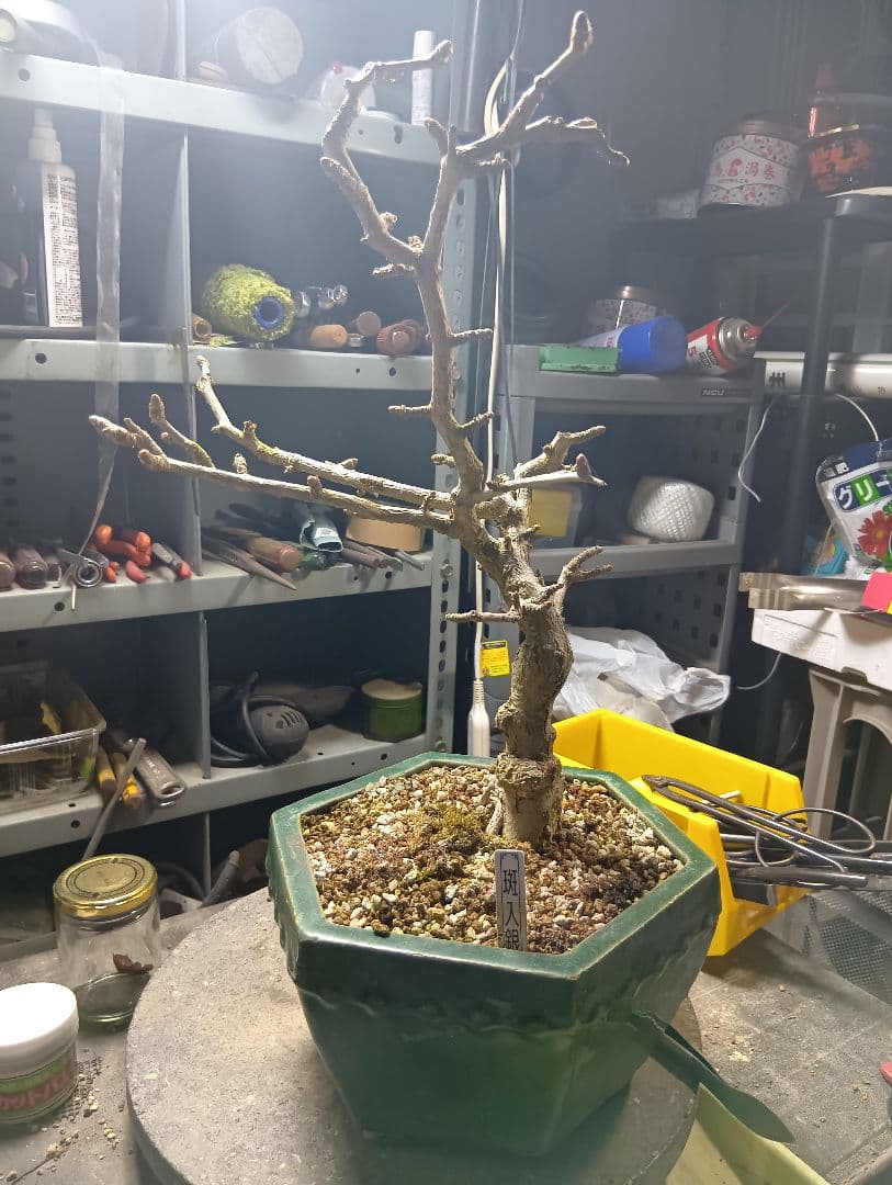 斑入りイチョウ（盆栽持ち込み古い）
