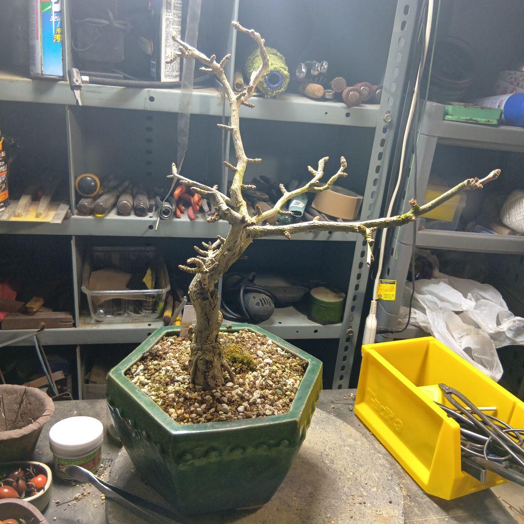 斑入りイチョウ（盆栽持ち込み古い）
