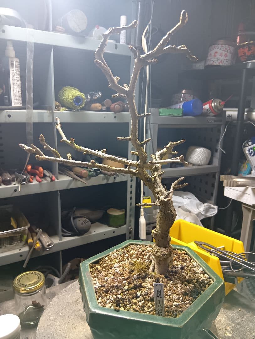 斑入りイチョウ（盆栽持ち込み古い）