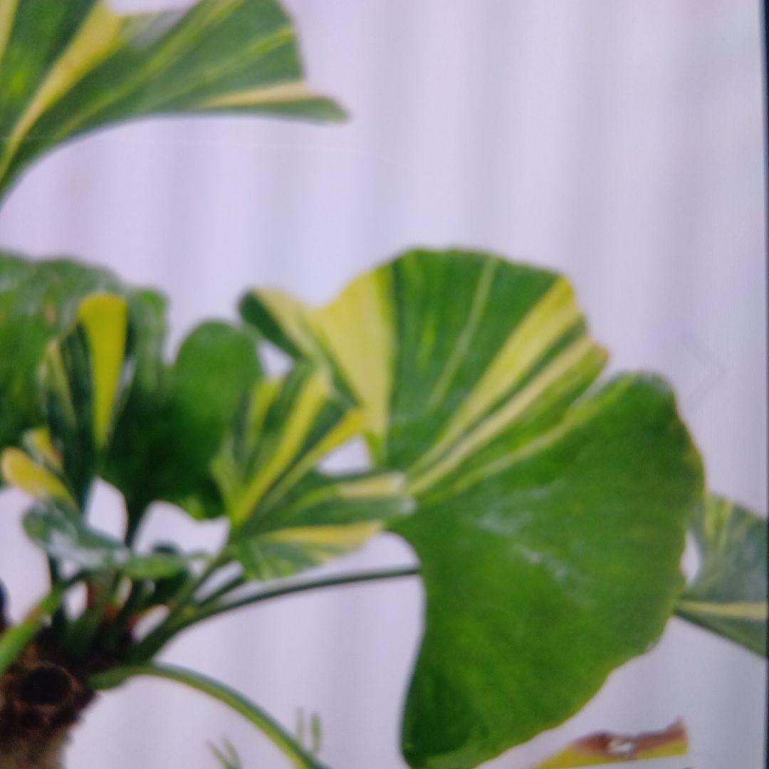 斑入りイチョウ（盆栽持ち込み古い）