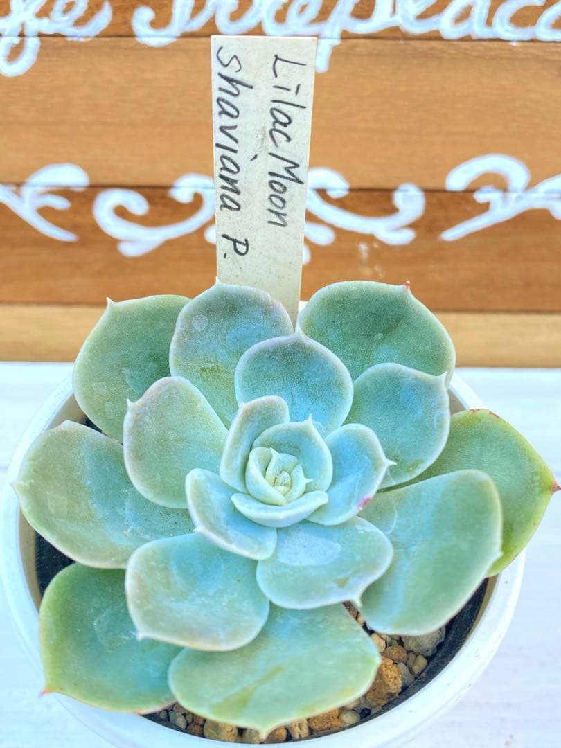 多肉 ライラックムーンxシャビアナペレグリナ はっちさん苗 38BOTANIC