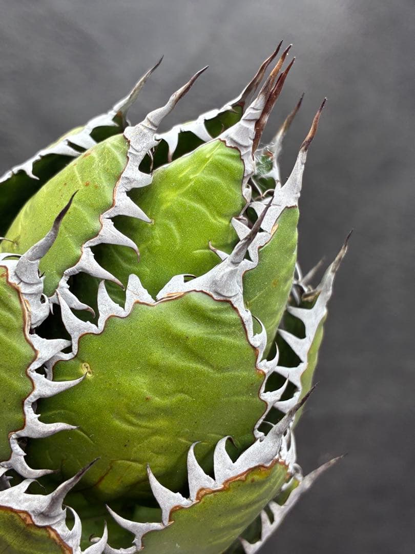 アガベ ホリダ 極上株 極上強刺 球状株 Agave horrida - メルカリ