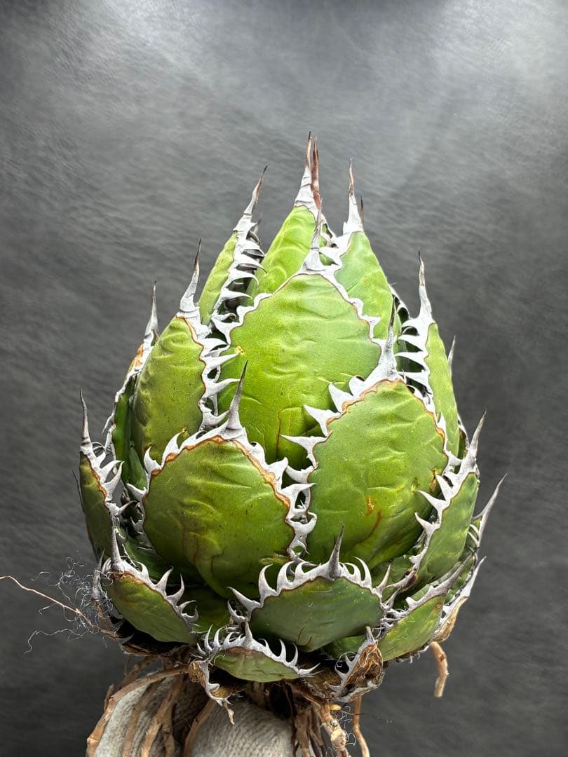 アガベ ホリダ 極上株 極上強刺 球状株 Agave horrida - メルカリ