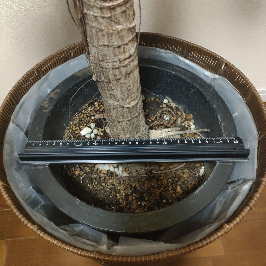 アフリカンプリンス 約1.7mストレート10号サイズ