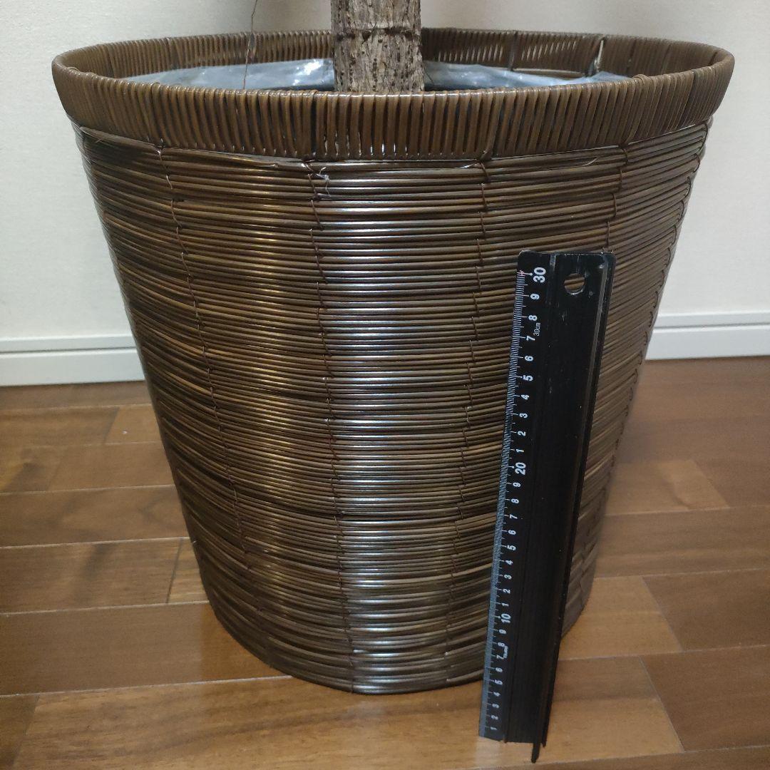 アフリカンプリンス 約1.7mストレート10号サイズ