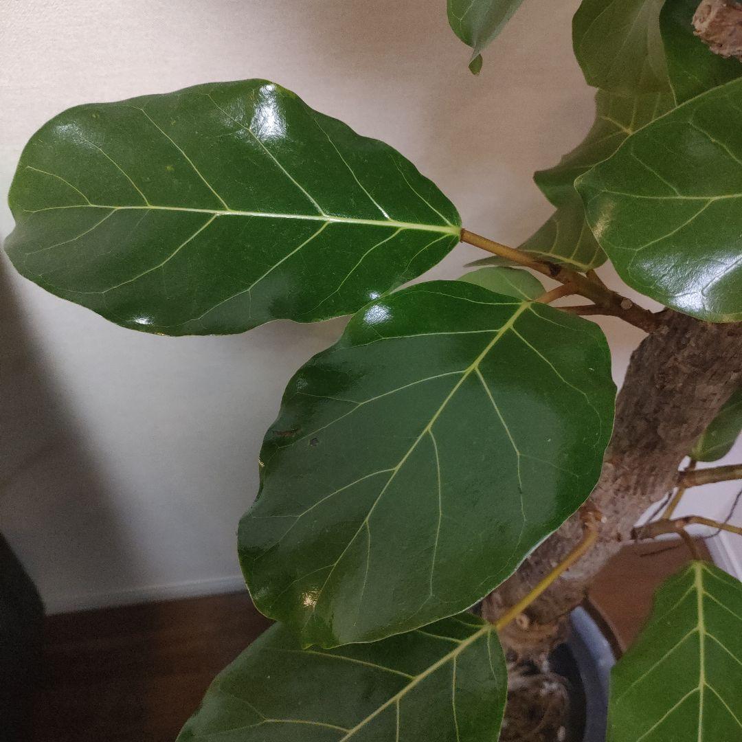 アフリカンプリンス 約1.7mストレート10号サイズ