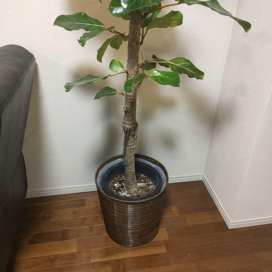 アフリカンプリンス 約1.7mストレート10号サイズ