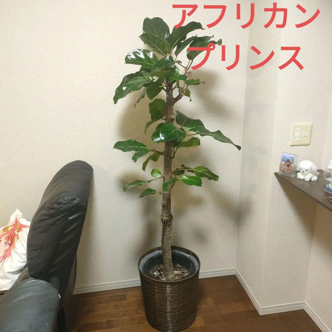 アフリカンプリンス 約1.7mストレート10号サイズ