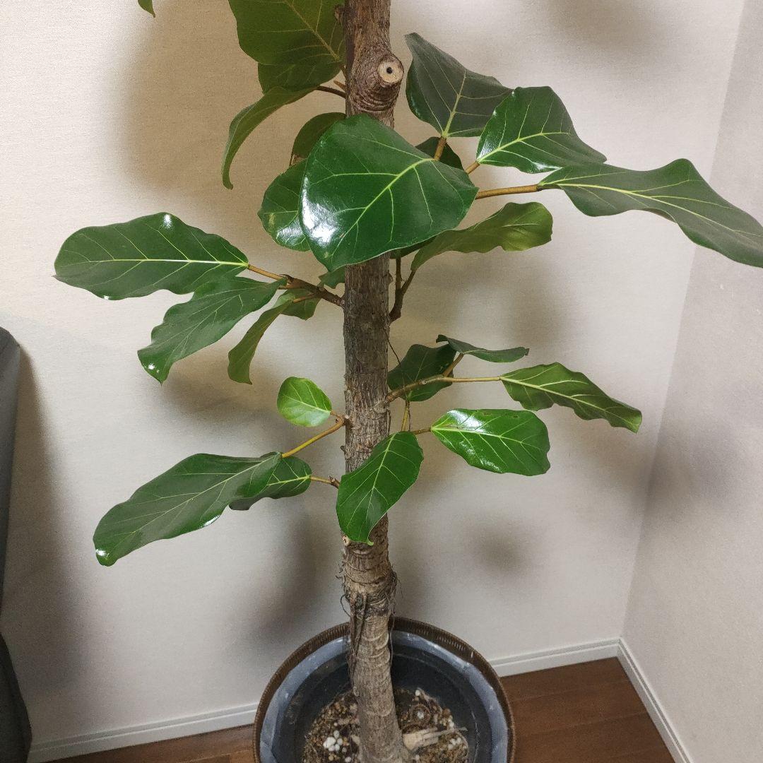 アフリカンプリンス 約1.7mストレート10号サイズ